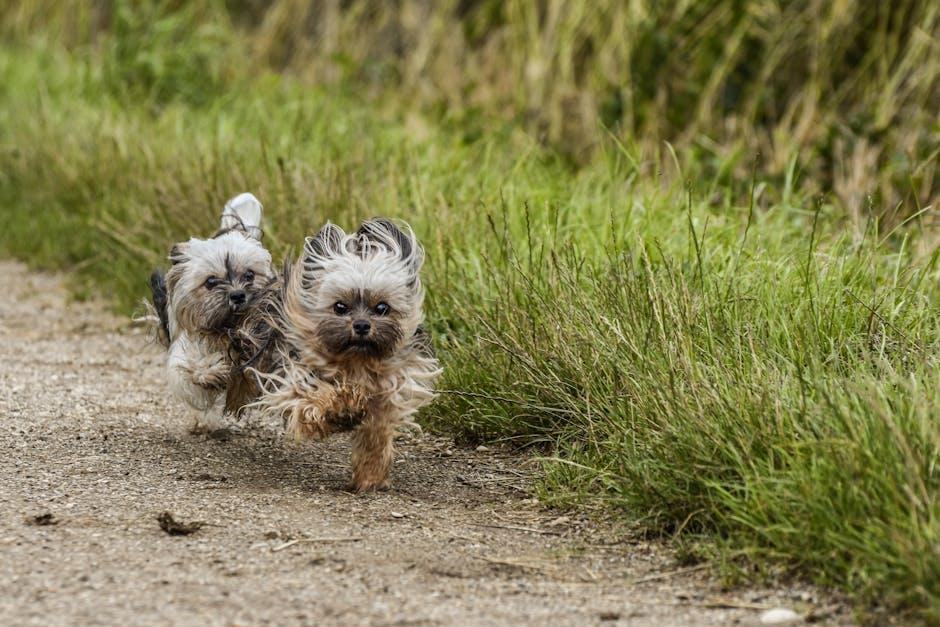 Gentle Play and Exercise: Keeping Your Pet Active and Happy