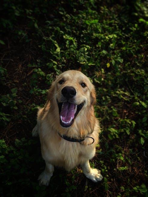 Unveiling the Hidden Dangers of Neglected Pet Teeth