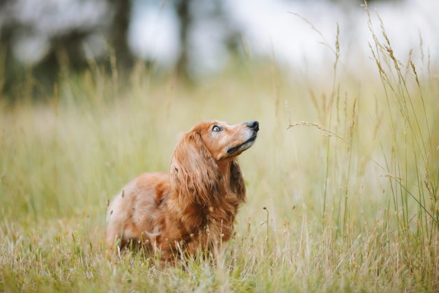 How to Keep Your Senior Pet Active and Healthy in Their Golden Years