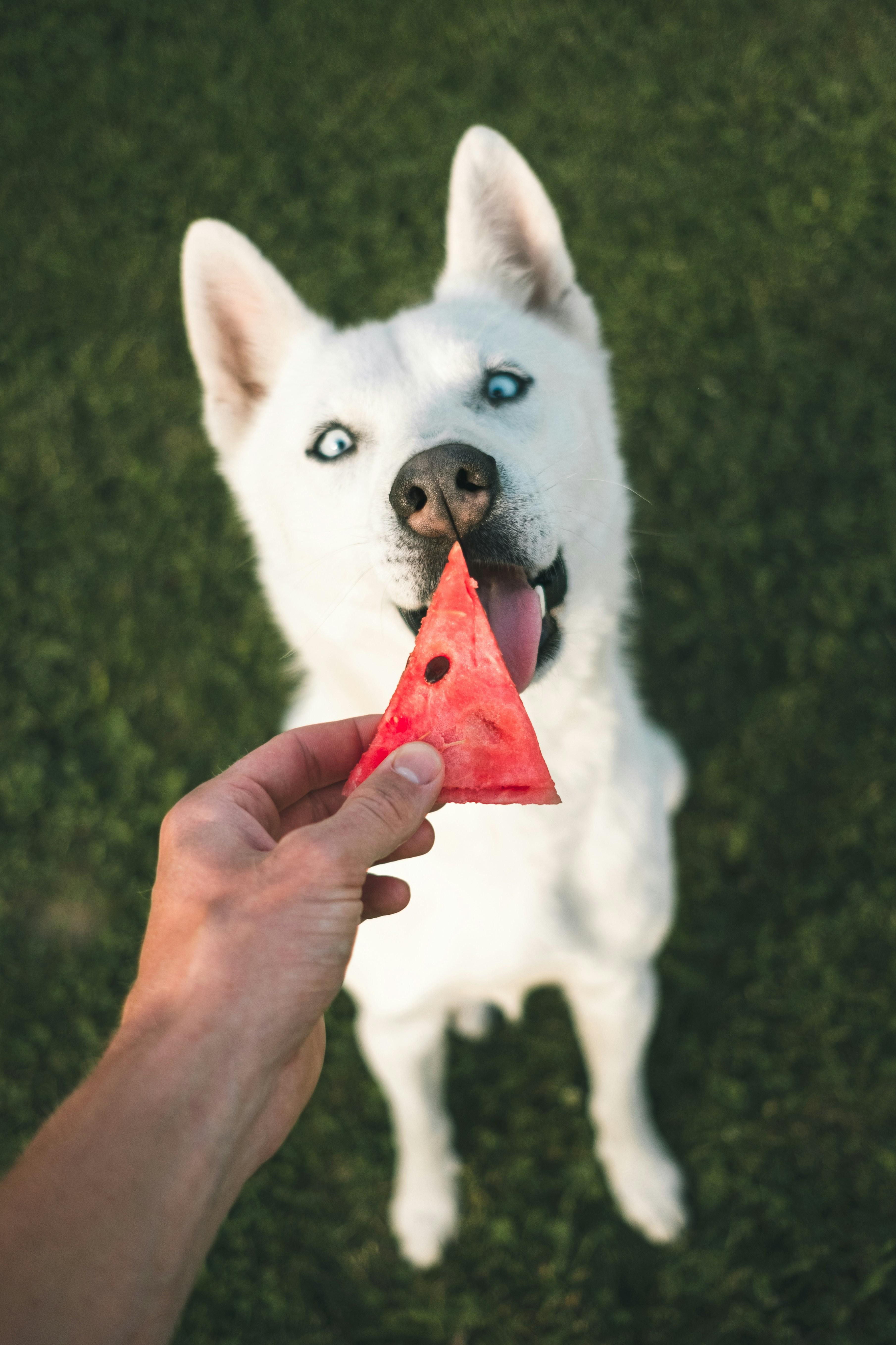 Healthy ⁢Treats: Smart Choices for Rewarding Good Behavior