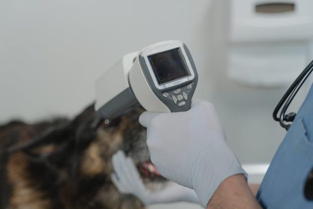 Is the veterinary industry too reliant on technology over hands-on care