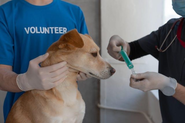 Are specialized veterinary clinics pushing unnecessary tests and treatments