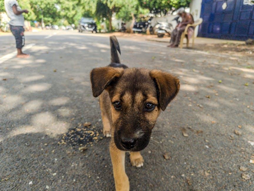 Guardians of Health: Vaccinations and Parasite Prevention