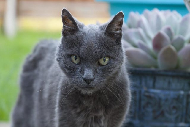 How Often Should Senior Pets Visit the Vet? Key Guidelines