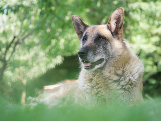 How to Adjust Your Senior Pet’s Routine for Their Needs