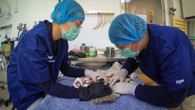 Behind the Scenes: How Veterinarians Handle Emergency Pet Surgeries