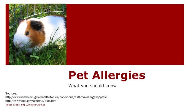 What to do when your pet shows signs of allergies or skin conditions