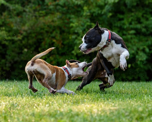 Should alternative therapies, like acupuncture, be used for pets