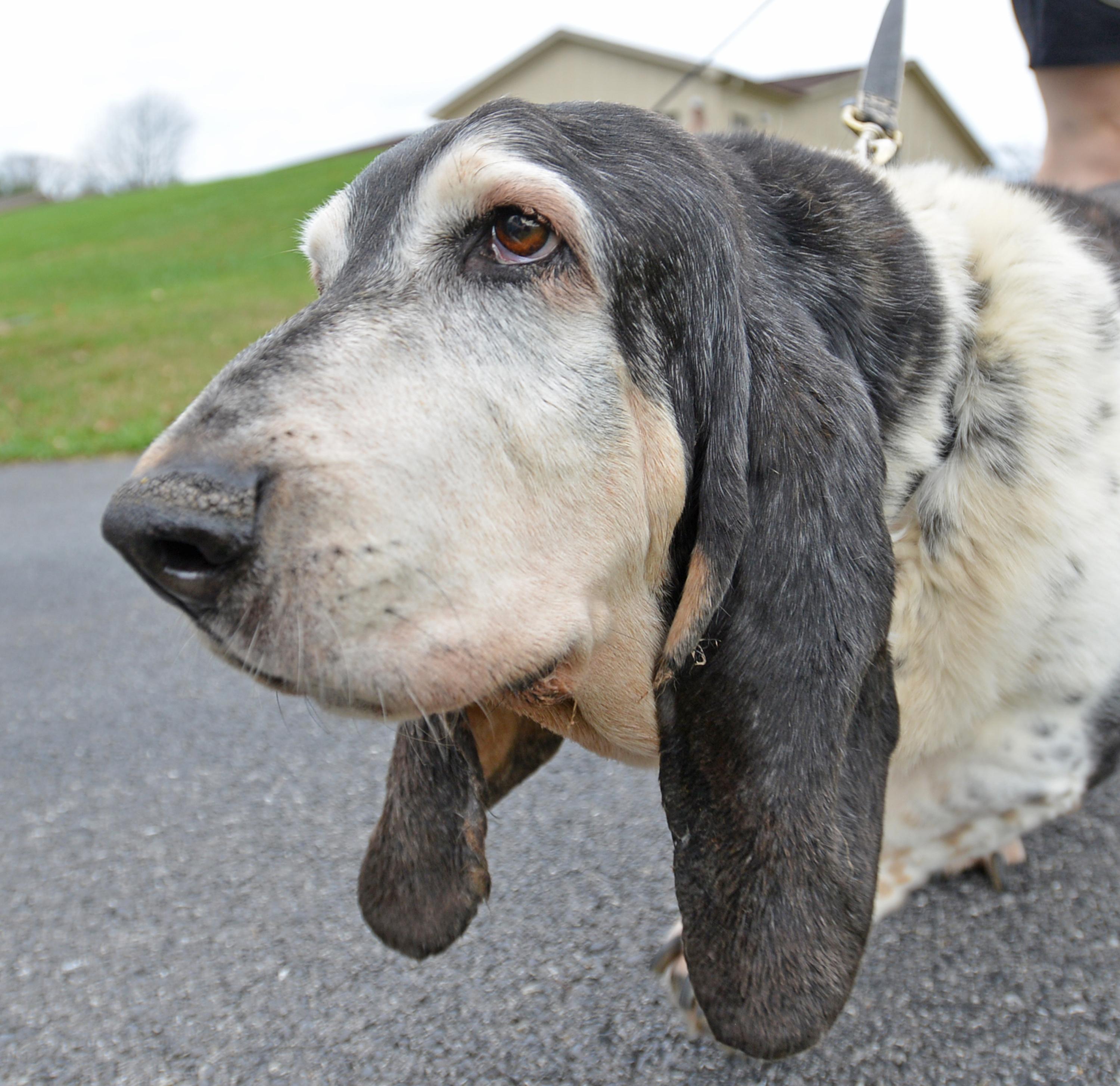 Comfort and Care: Creating a Safe Haven for Older Pets