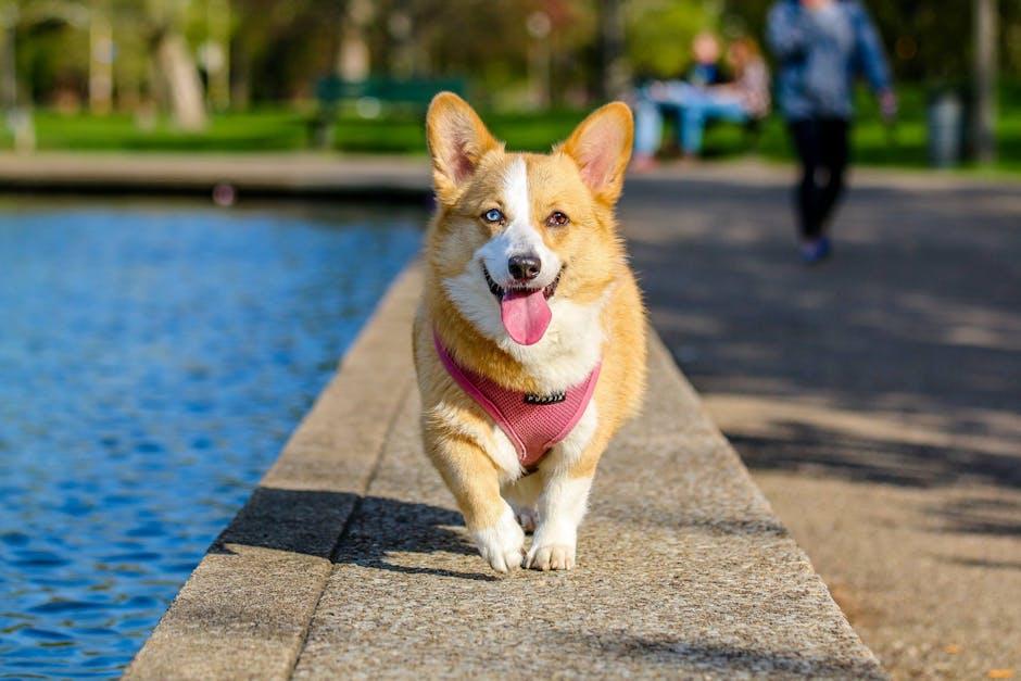 Ignoring⁢ Exercise Essentials Creating an Active Lifestyle‌ for Your Furry Friend