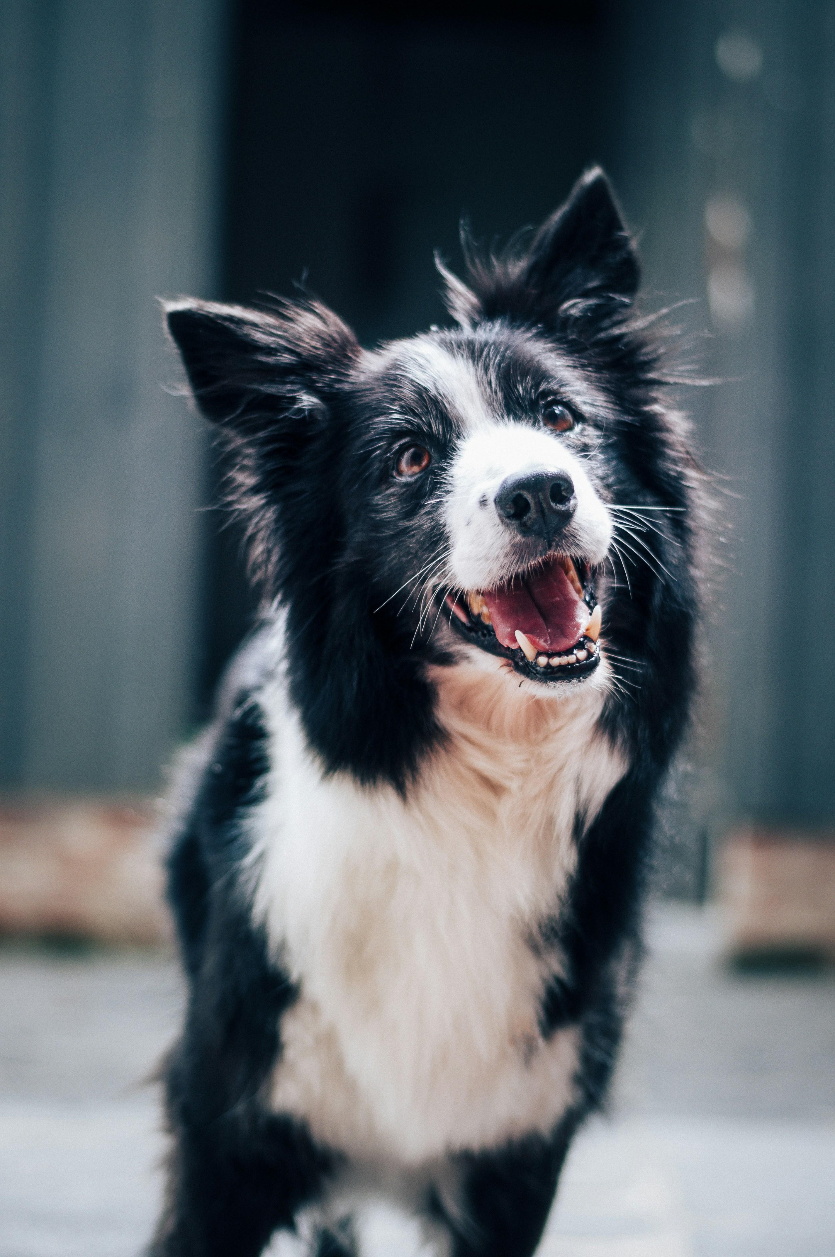 Exercise and Mental Stimulation: Keeping Your Senior Pet Active