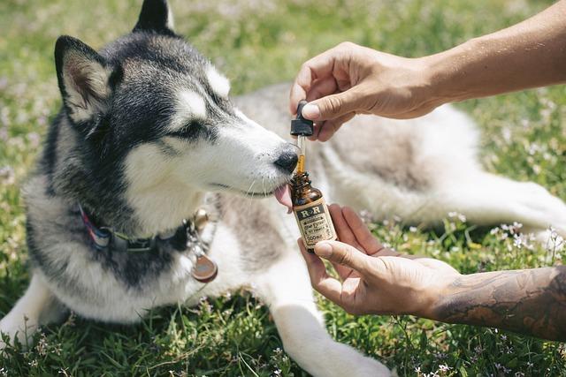 Exploring the Healing Powers: How CBD Can Support Your Pet’s Well-being