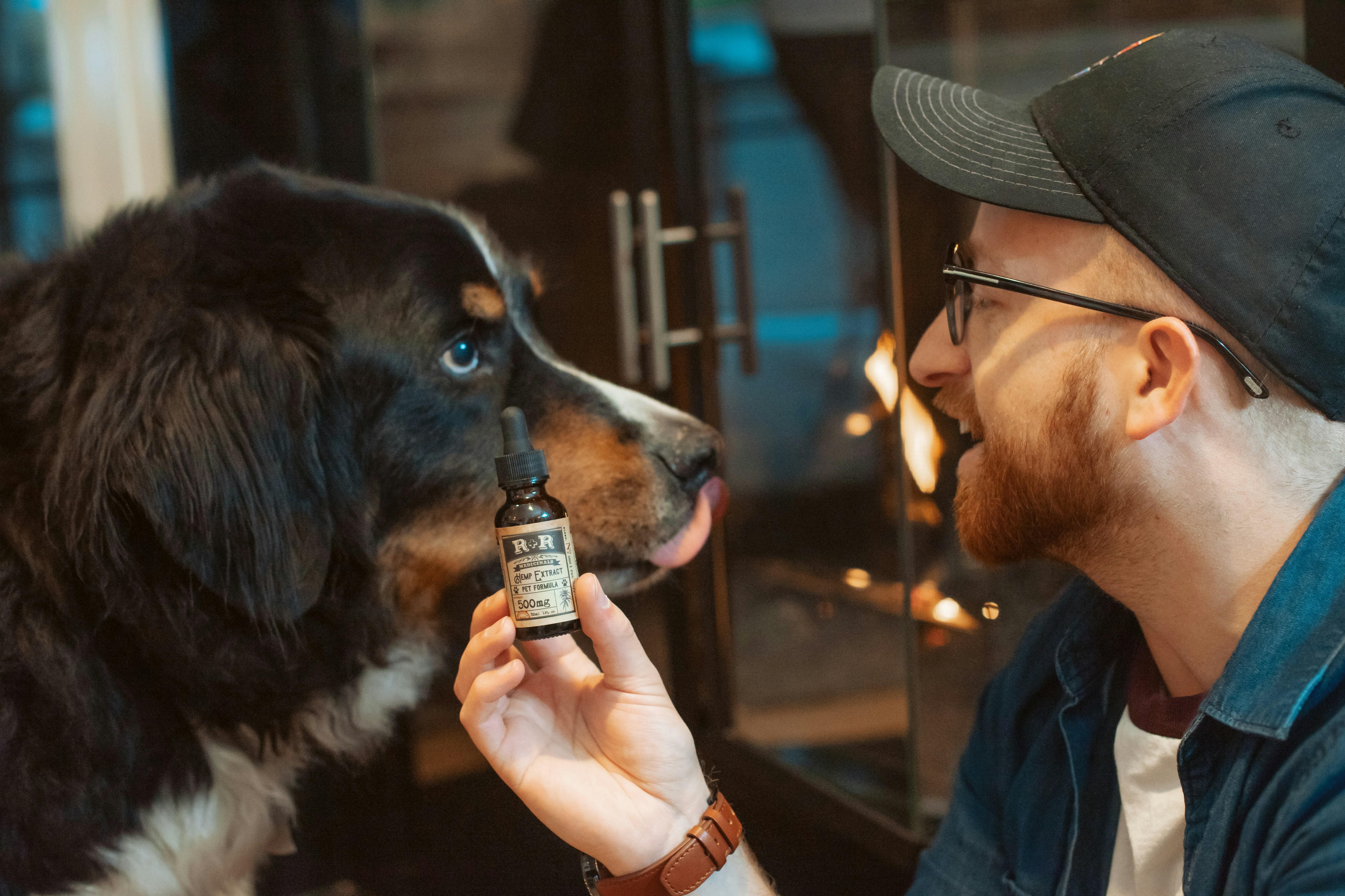 Expert Tips: Safe and Effective CBD Use for Pets