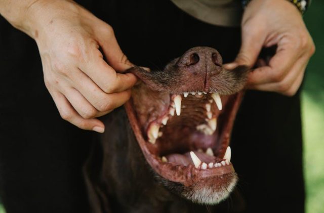 Understanding pet dental problems: signs and treatments