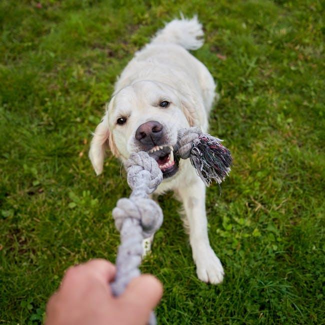 Active and Happy: Exercise Routines Tailored for Your Pet