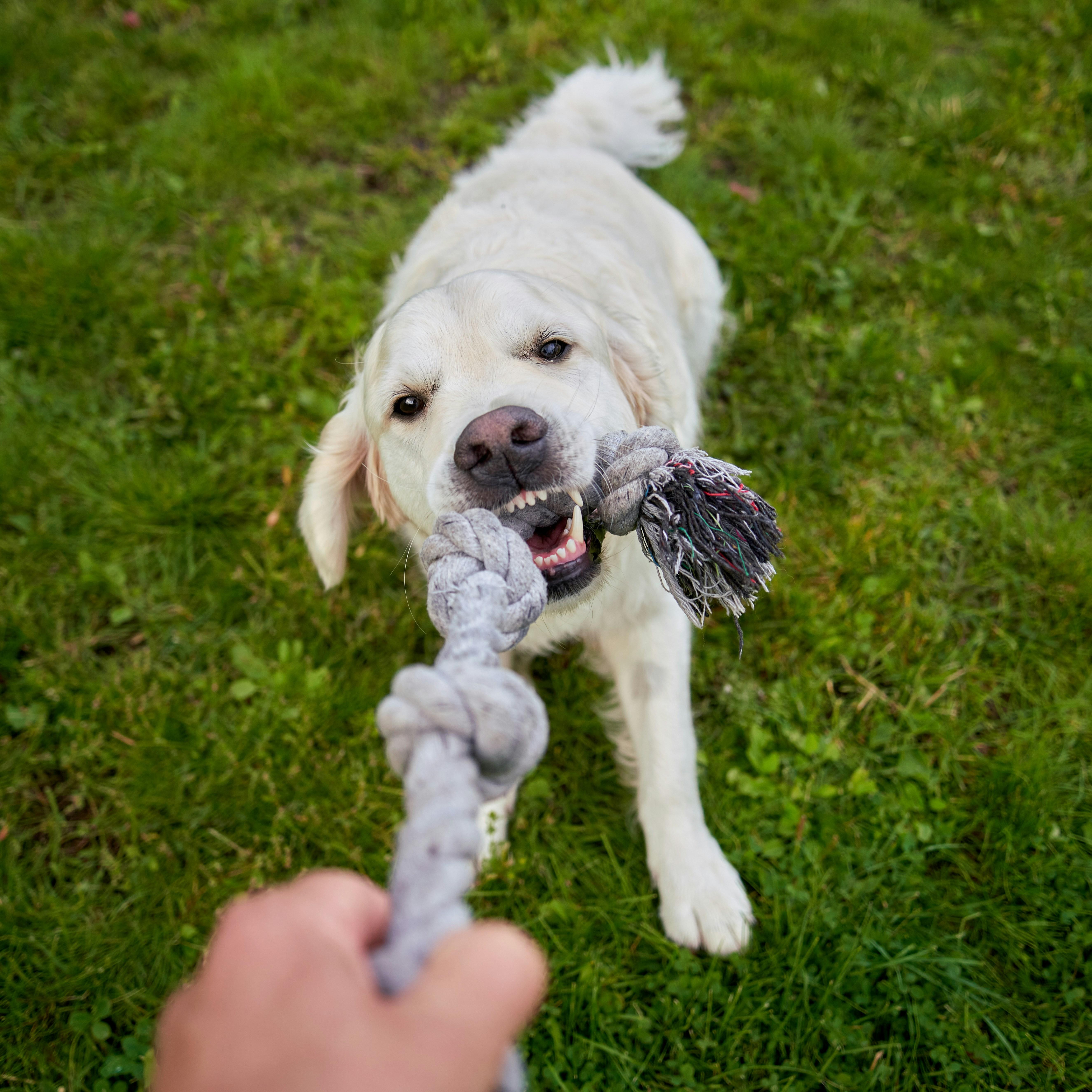 The Art of Listening: What Your Pets⁤ Behavior Reveals