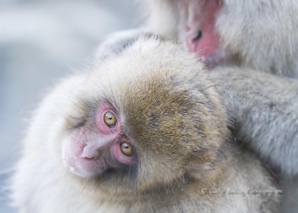 Gentle Grooming for Healthy Snouts