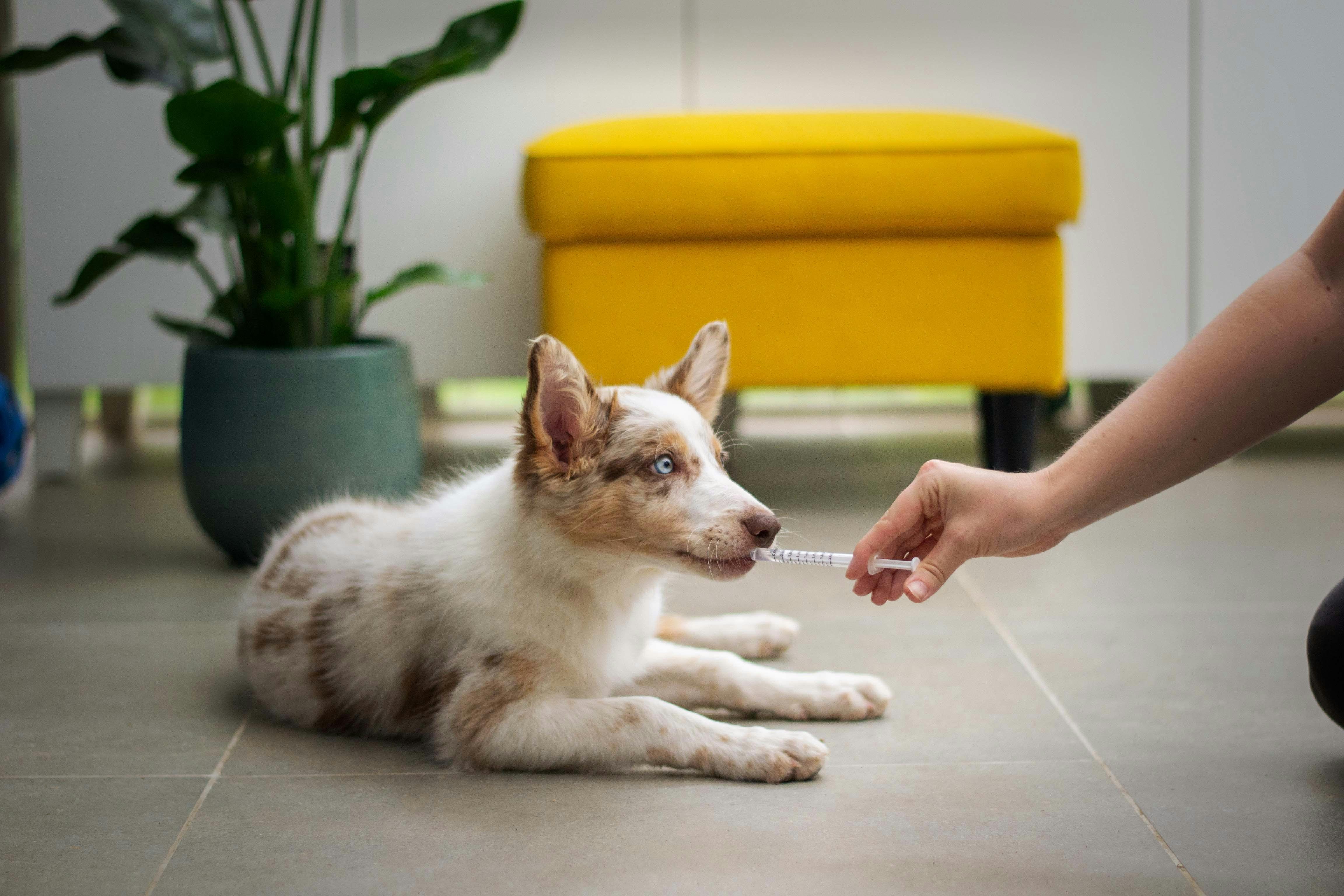 Benefits of Proactive Vet Visits for Your Furry Friends