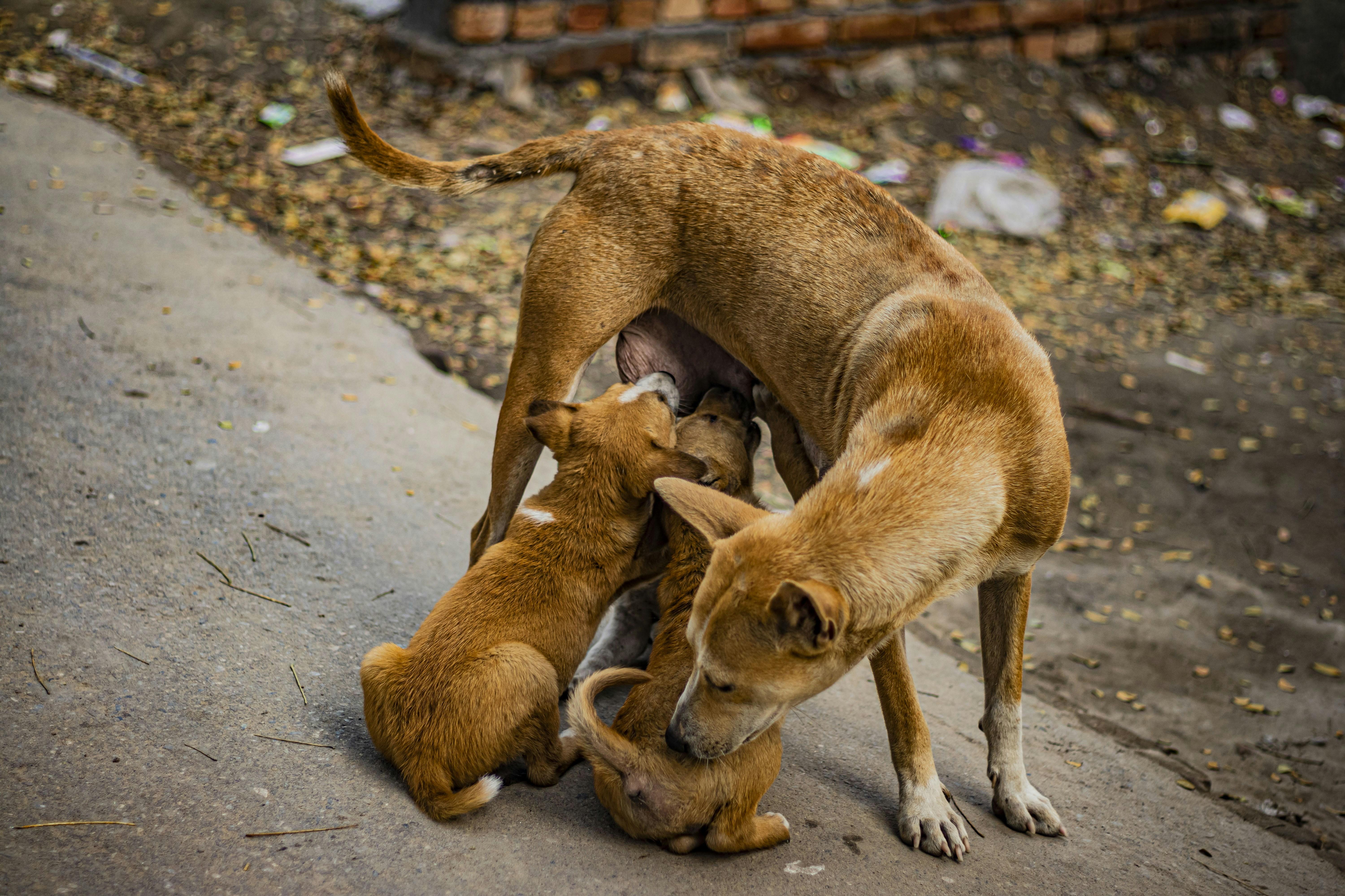 From⁢ Dull Coat to Digestive Issues: Identifying ⁣Nutrient Shortfalls