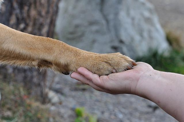 Home Remedies for Itchy Paws