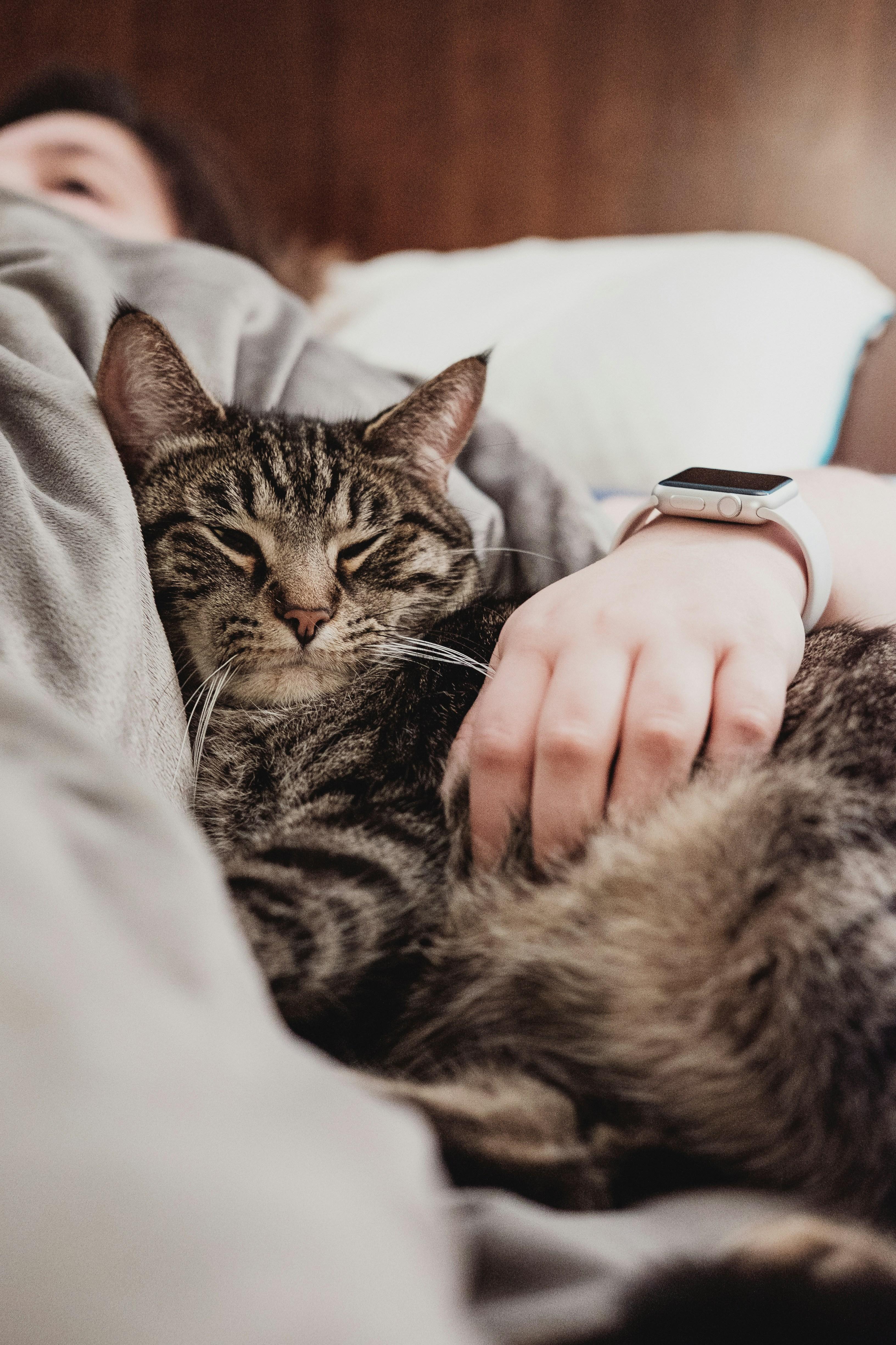 Creating a ‍Comforting⁣ Environment: Tips for ⁣a ​Happy, Pain-Free Pet