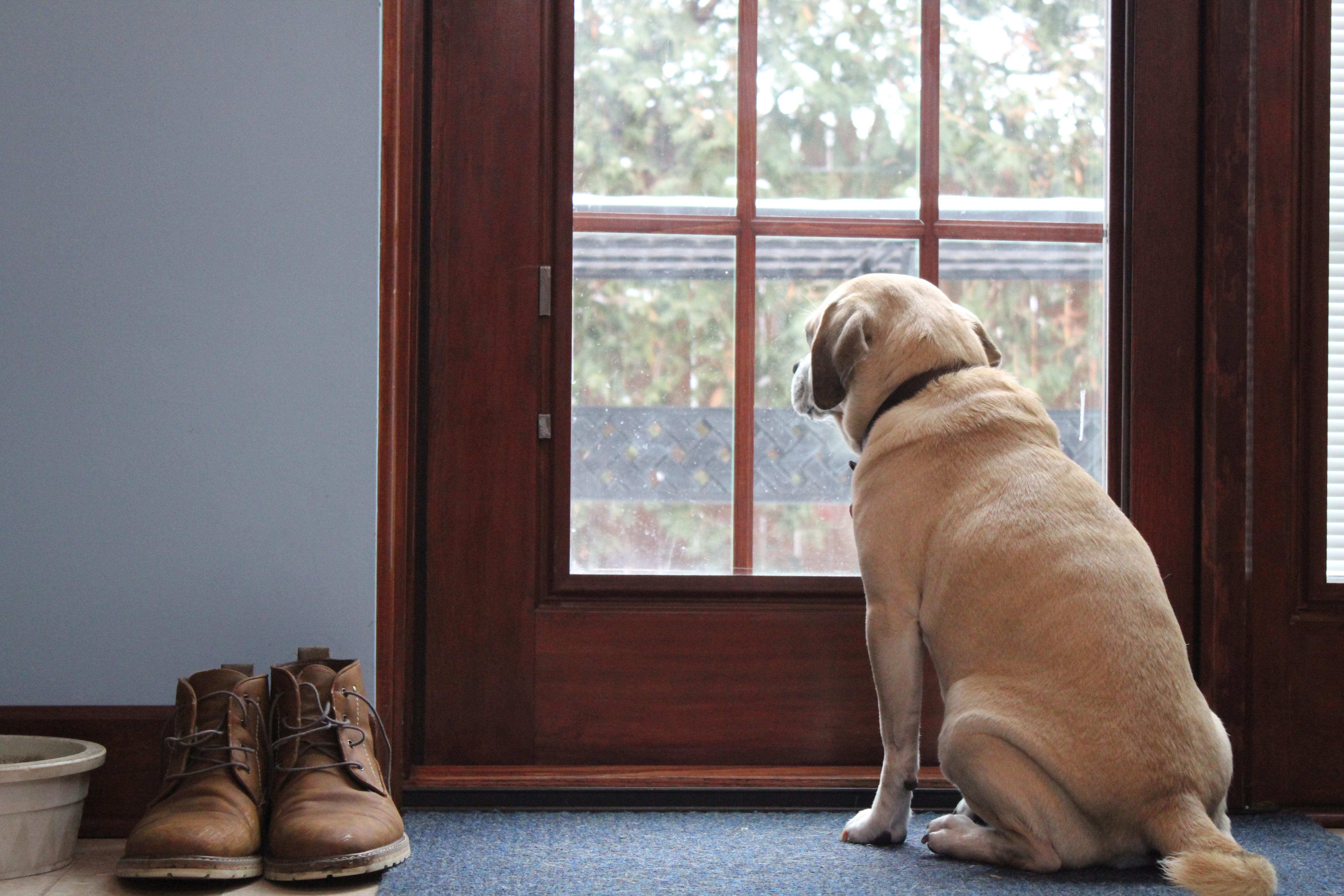 Understanding the Subtle Signs of Pet Anxiety