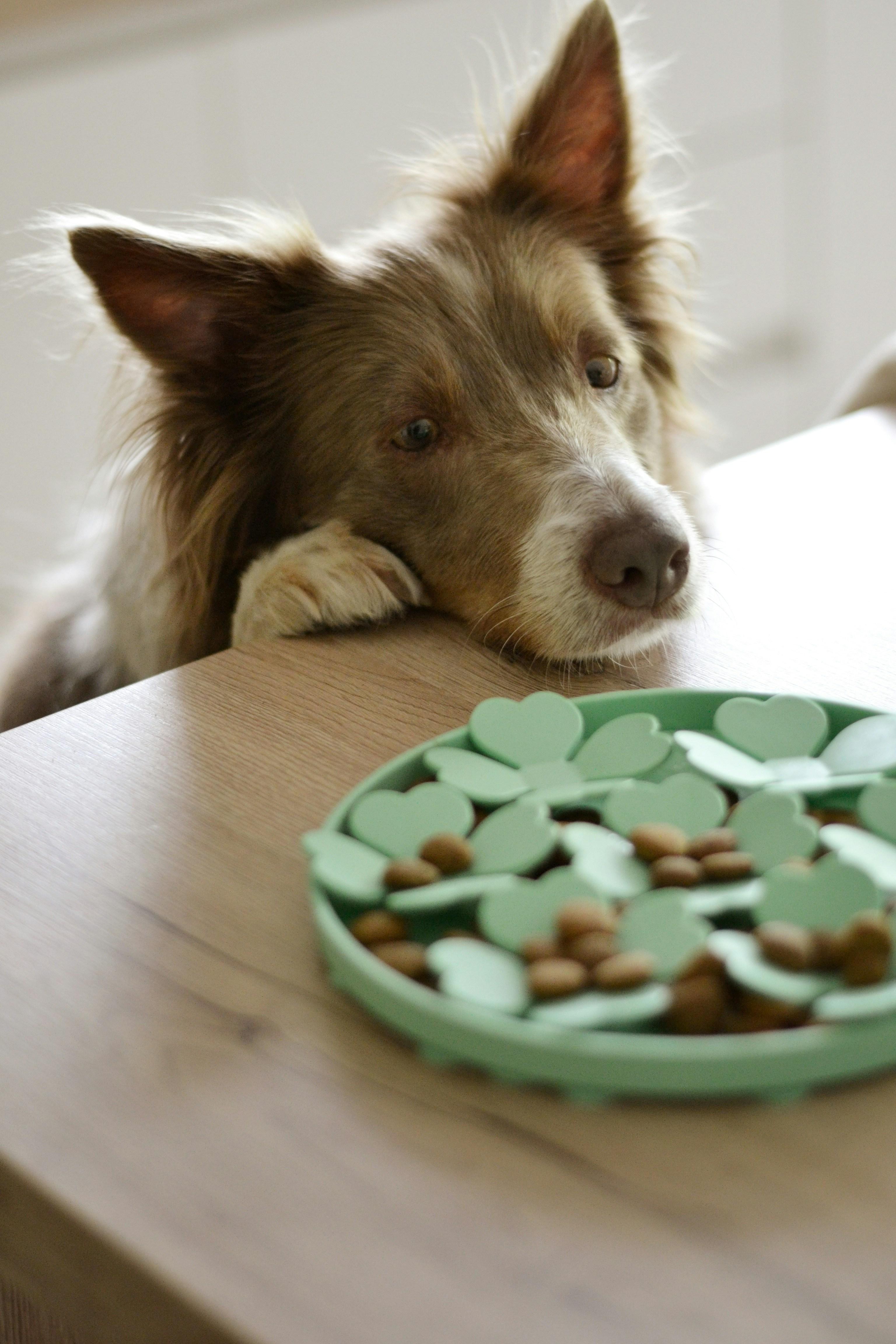 Deciphering the Medication Maze: What Does Your Pet Really Need